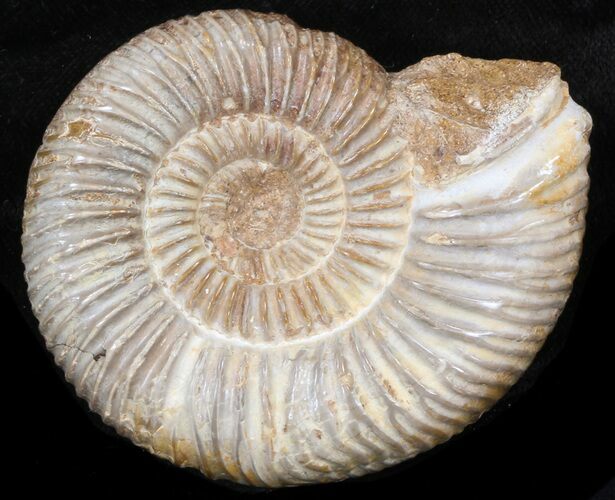 Perisphinctes Ammonite - Jurassic #38031